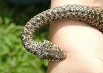 жінку за ногу вкусила змія