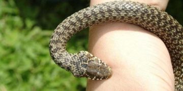 жінку за ногу вкусила змія