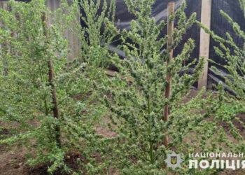 на Тернопільщині виявили посів наркотиків