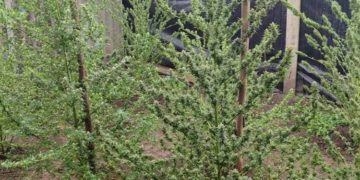 на Тернопільщині виявили посів наркотиків