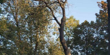 обрізка дерев