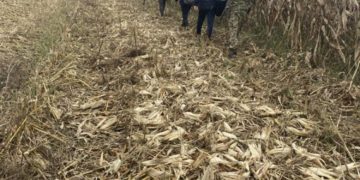 прикордонники затримали ухилянтів з Тернопільщини