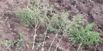 В Заліщицькій громаді виявили масштабну наркоплантацію