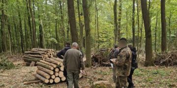 на Тернопільщині виявили незаконну порубку лісу
