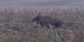 ДТП на Тернопільщині