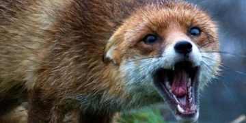 виявили сказ