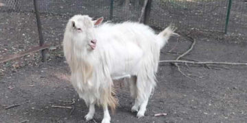 у Тернополі продають цапа