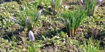 на Чортківщині розцвів шафран