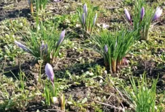 на Чортківщині розцвів шафран