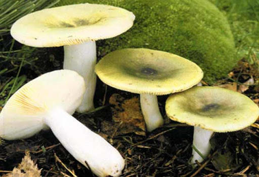 бліда поганка