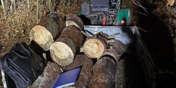 поліція викрила незаконну вирубку дерев