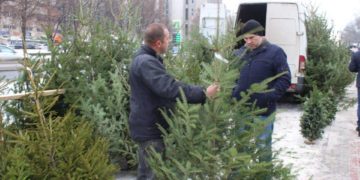 продаж ялинок у Тернополі