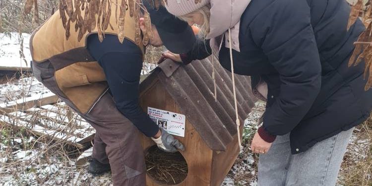 для безпритульних собак