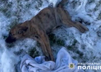 на Тернопільщині хотіли вбити пса