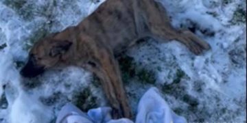 на Тернопільщині хотіли вбити пса