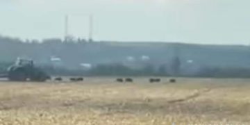 на Тернопільщині знущалися з тварин