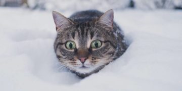 прогноз погоди