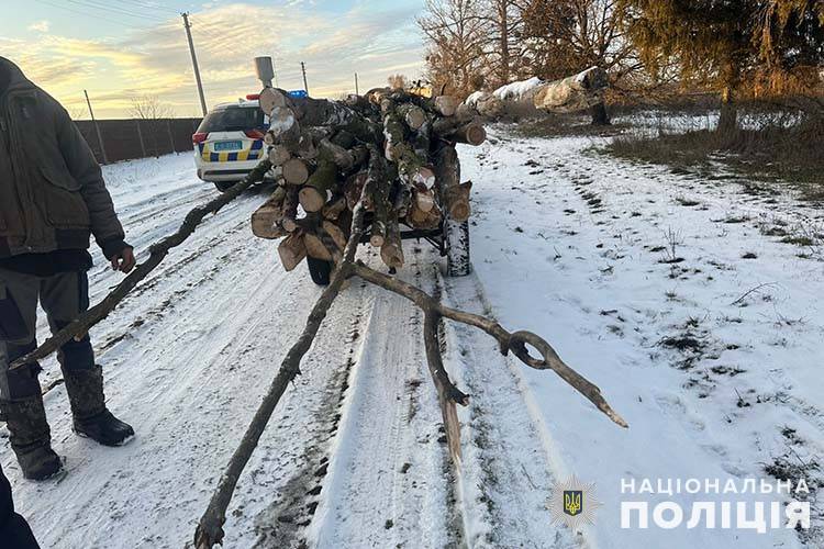 Вирубка лісу у заповідній зоні