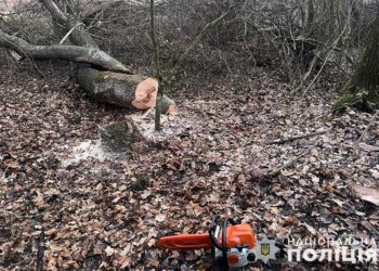 Незаконна порубка дерев на Тернопільщині