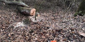 Незаконна порубка дерев на Тернопільщині