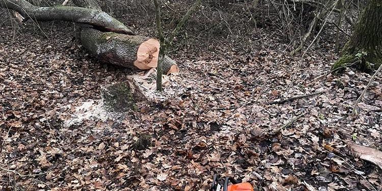 Незаконна порубка дерев на Тернопільщині