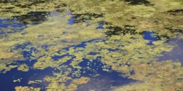 Забруднення річки