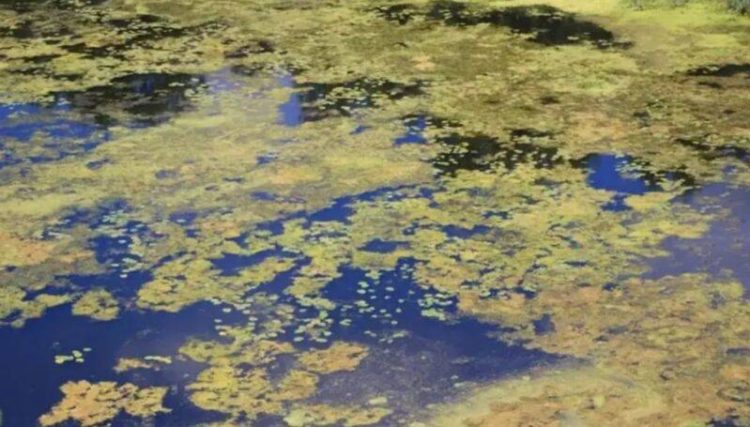 Забруднення річки