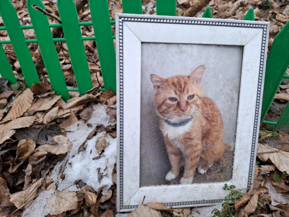 Цвинтар тварин