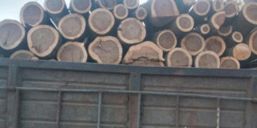 Крадіжка дров на Тернопільщині