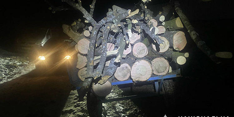 Поліція викрила незаконну вирубку лісу