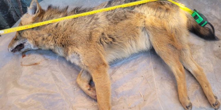 У пастку потрапив шакал