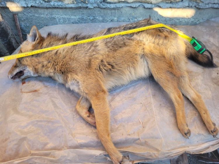 У пастку потрапив шакал