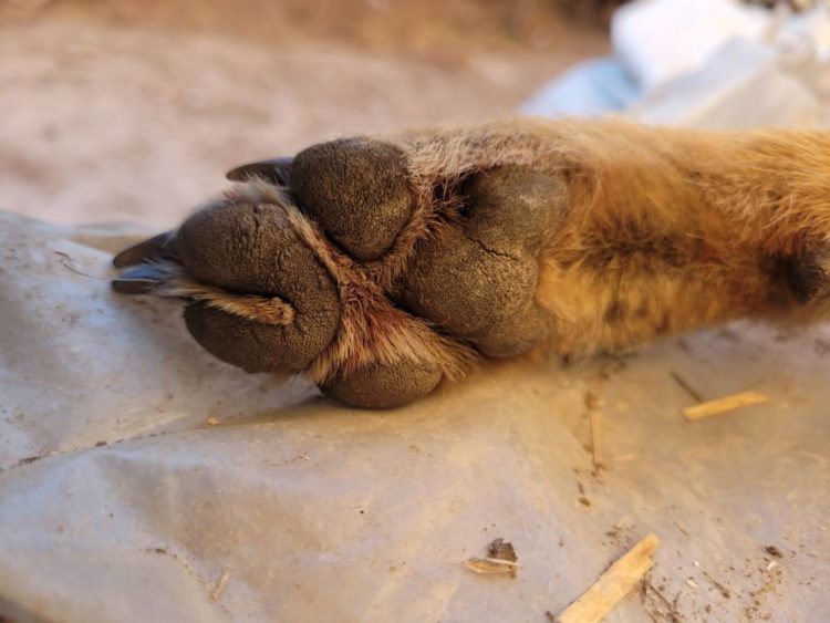 У пастку потрапив шакал