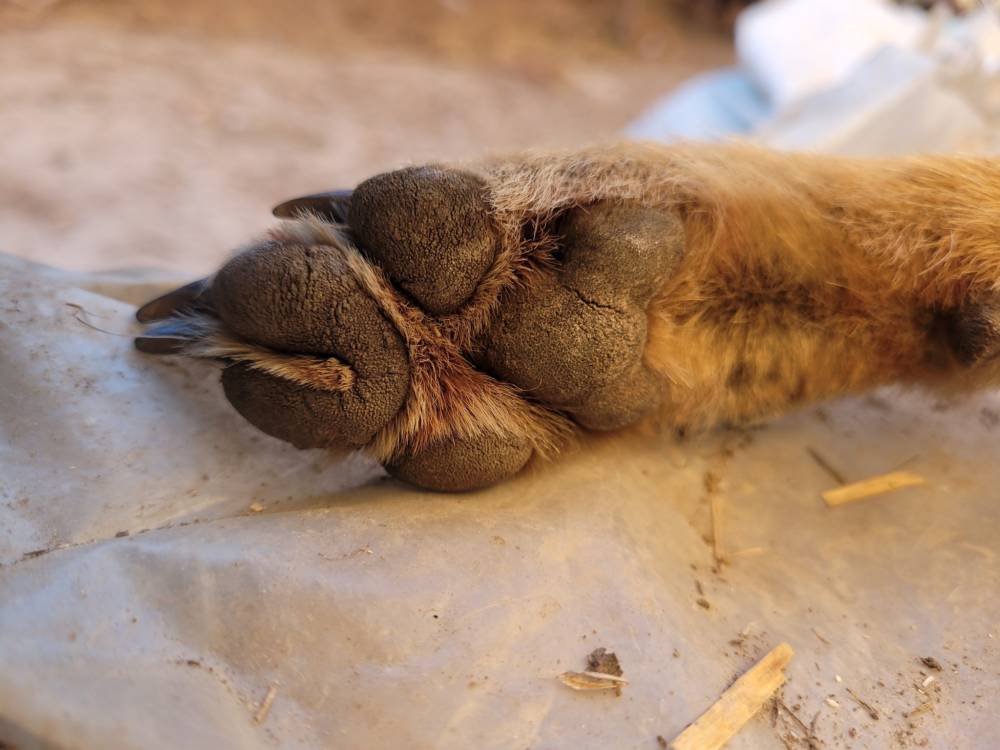 У пастку потрапив шакал