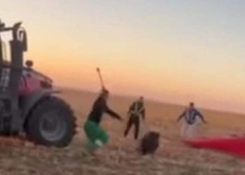 жорстоке поводження з твариною