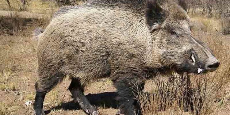 Дикий кабан