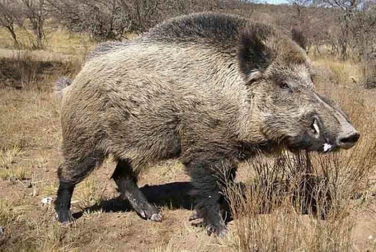 Дикий кабан