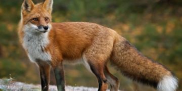 Відстріл диких тварин