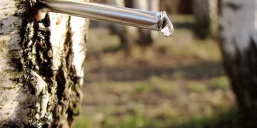 Березовий сік