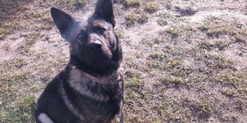 Собака покусав дитину