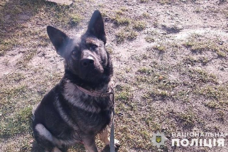 Собака покусав дитину