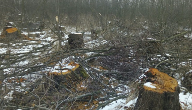 Незаконна вирубка дерев