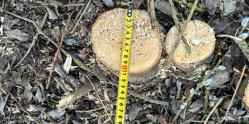 Поліція затримала злочинців