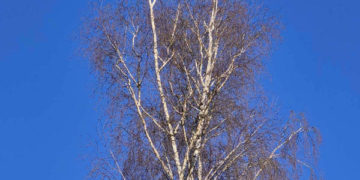 Обрізка дерев на Тернопільщині