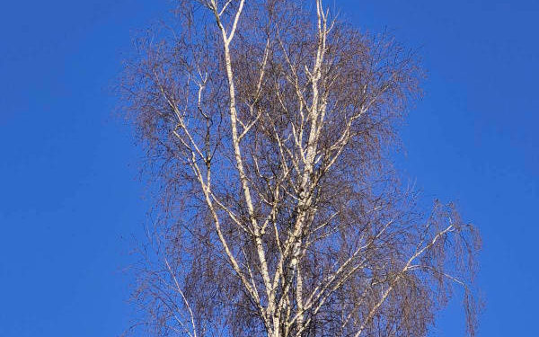 Обрізка дерев на Тернопільщині