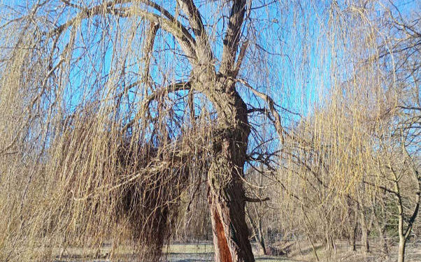 Обрізка дерев