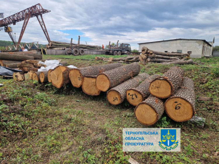 Поліція виявила незаконну вирубку лісу