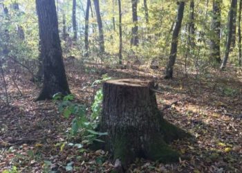 Вирубка лісу на Тернопільщині