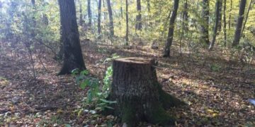 Вирубка лісу на Тернопільщині