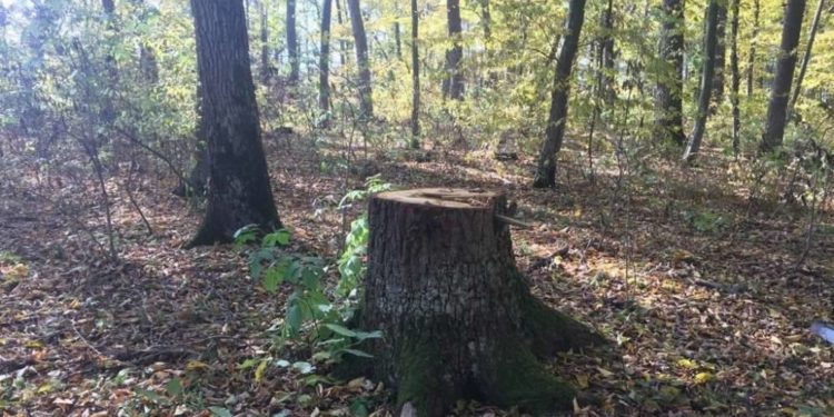 Вирубка лісу на Тернопільщині